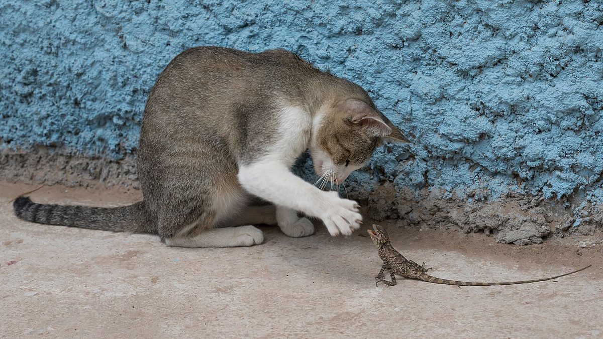 Veterinary care for a cat