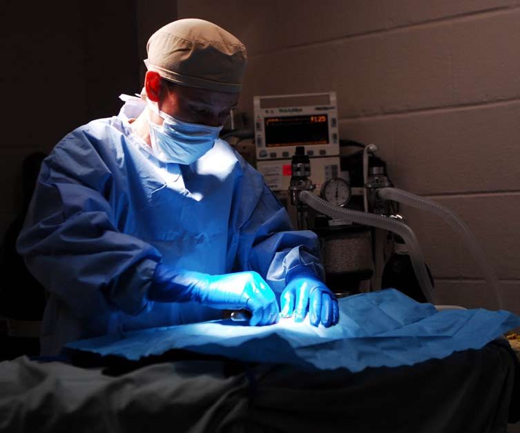 A cat undergoing diagnostic blood testing at a veterinary clinic