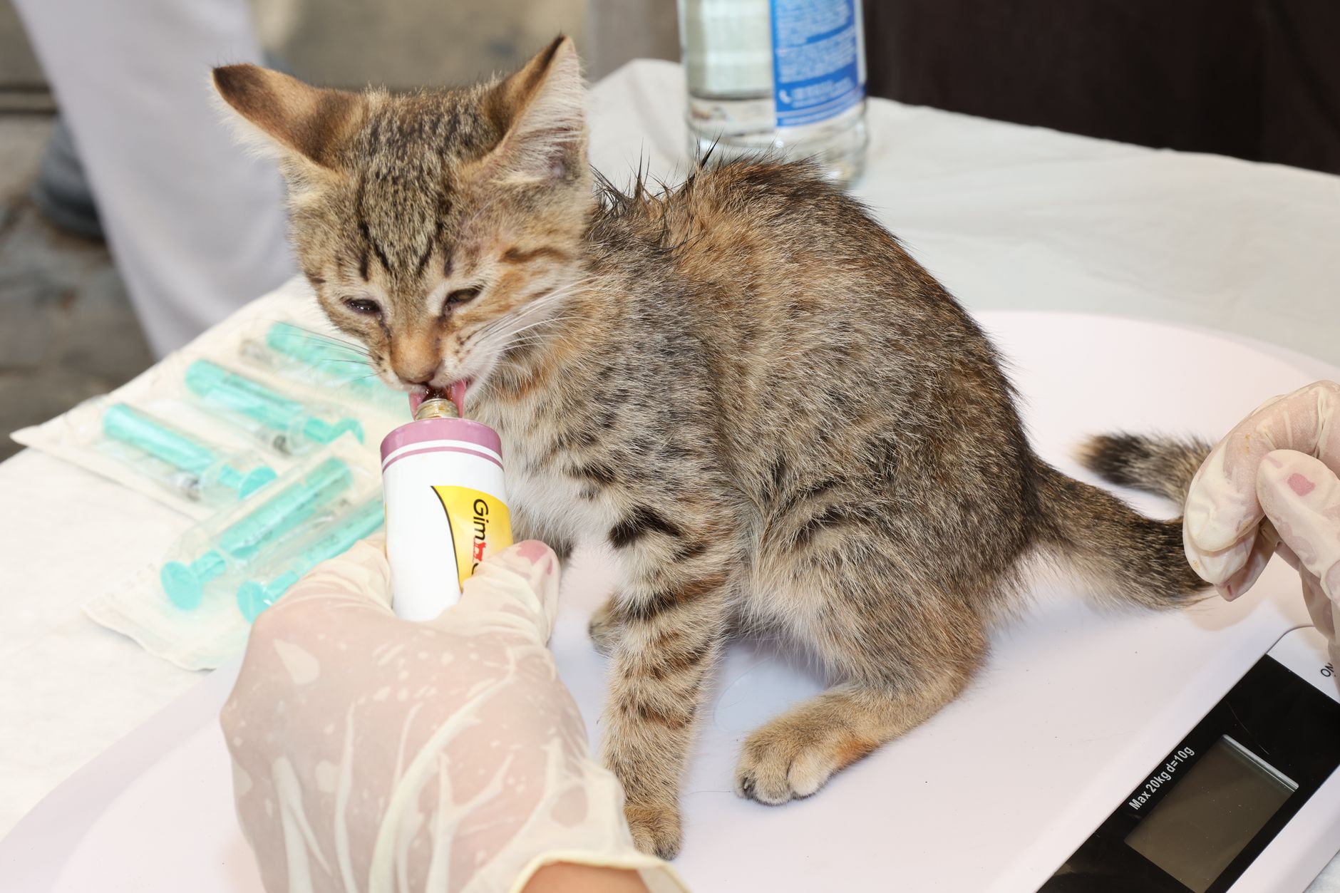 Veterinarian drawing a blood sample from a cat