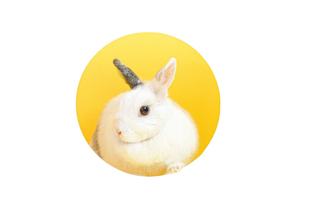 common blood test abnormalities in rabbits practical interpretation gu