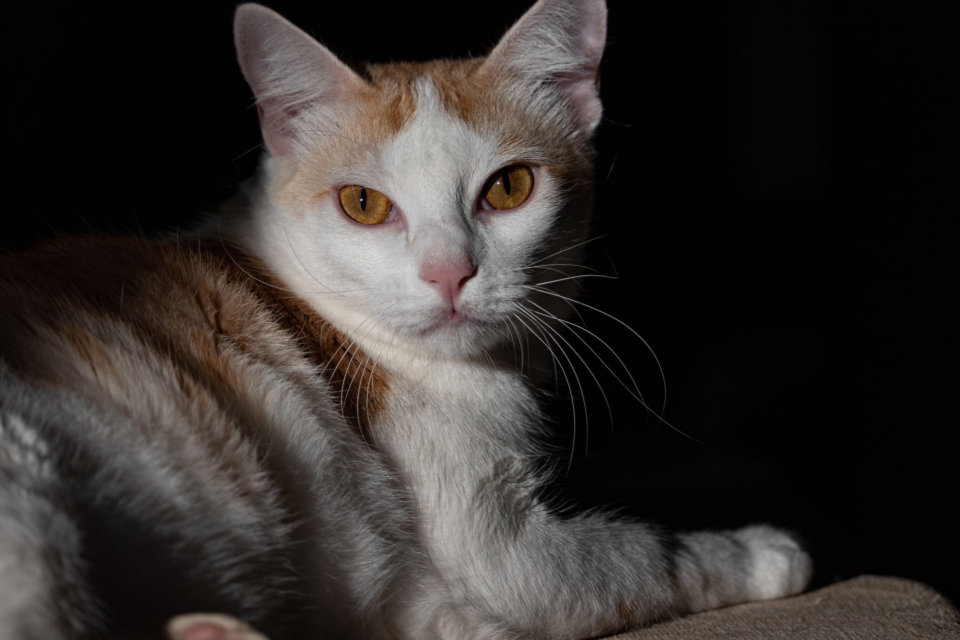 Veterinary care for a cat