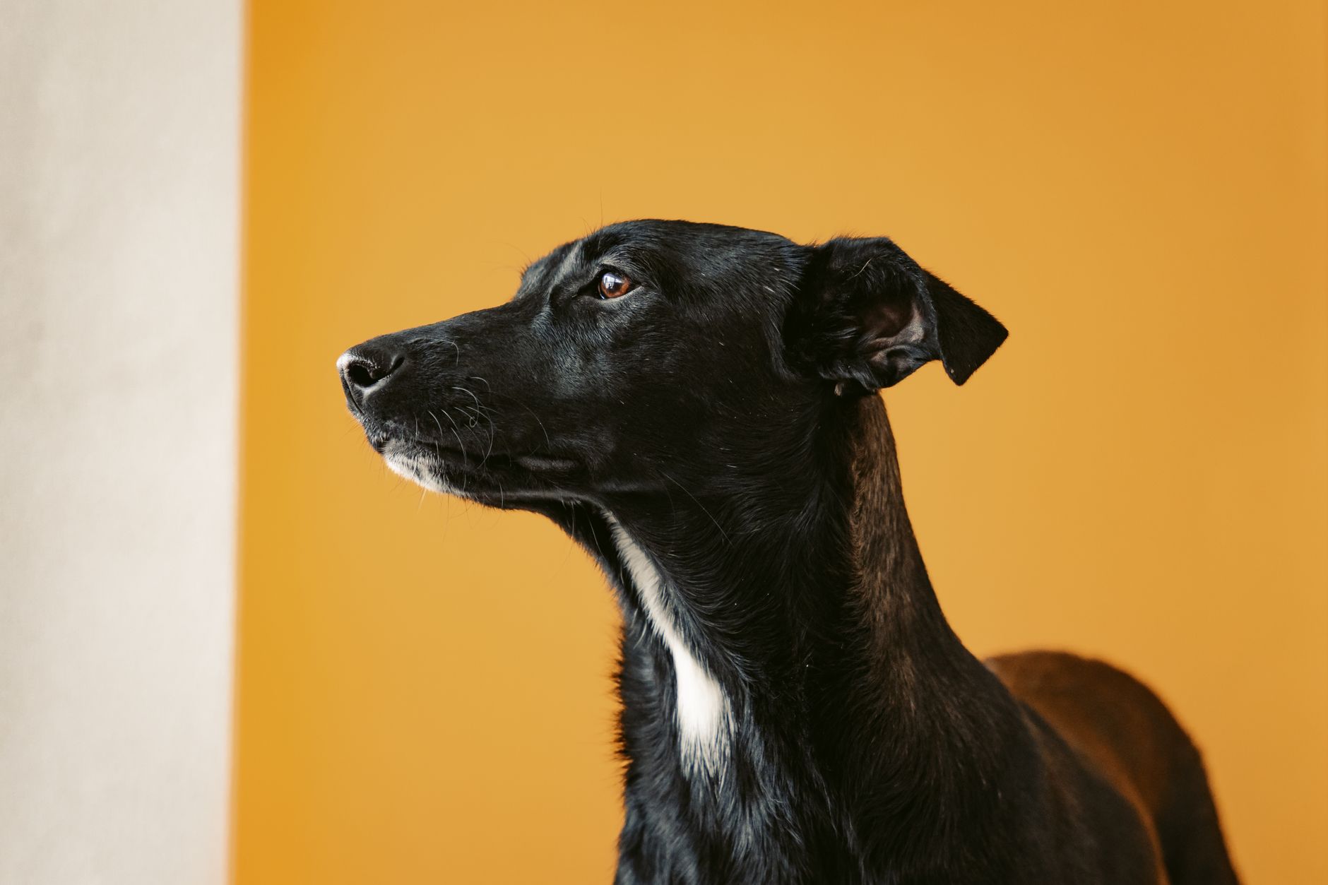 Veterinary care for a dog