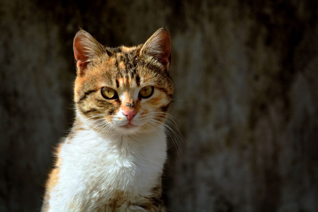 Dehydration and Albumin Levels in Cats