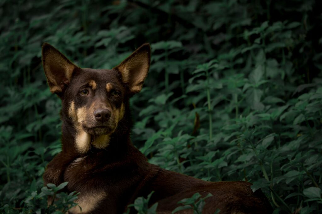 Dehydration and Albumin Levels in Dogs