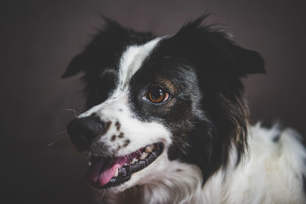 Dehydration and Amylase Levels in Dogs
