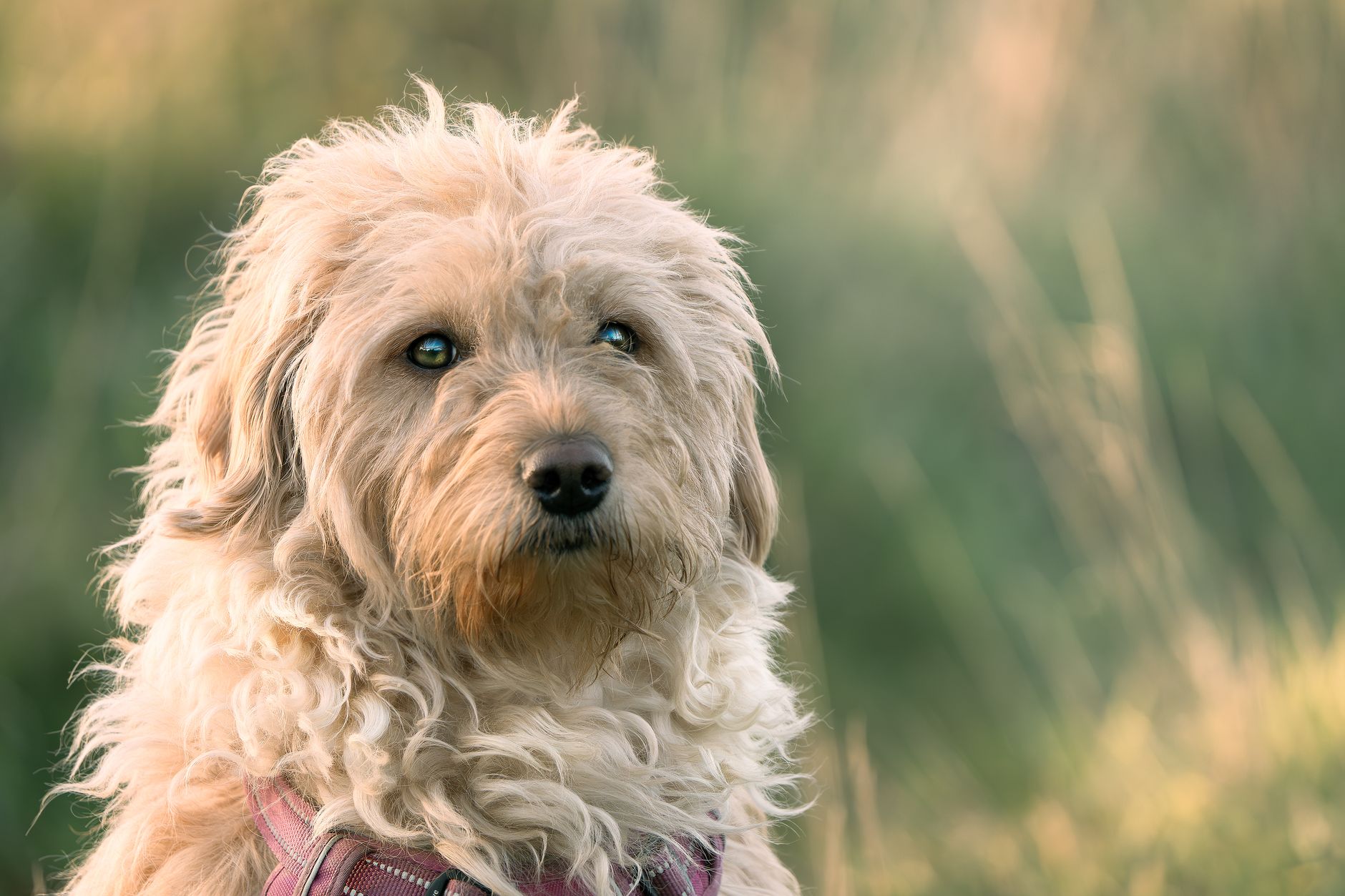 Veterinary care for a dog