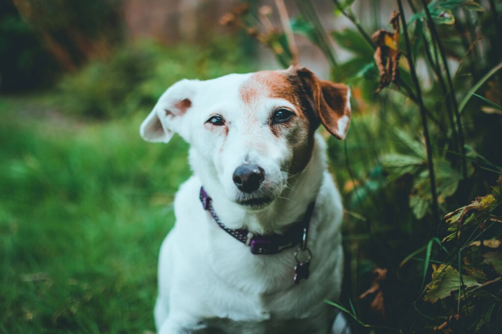 Dehydration and Calcium Levels in Dogs