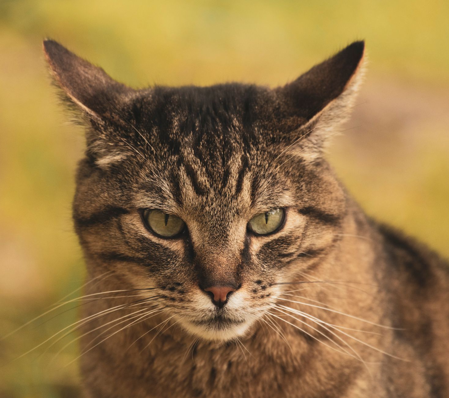 Veterinary care for a cat