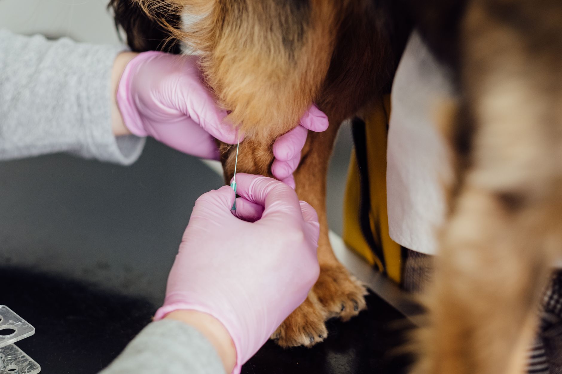 Veterinary care for a dog