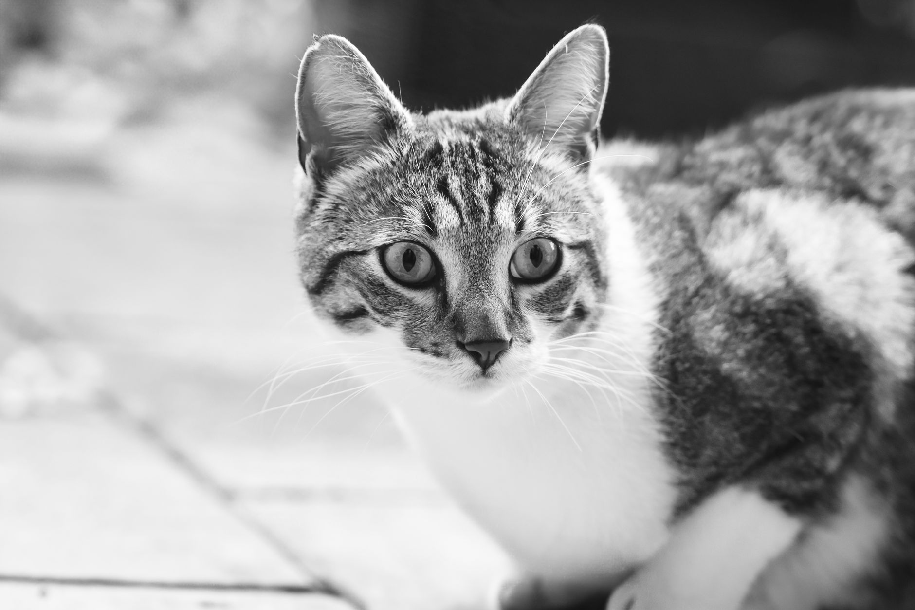 Veterinary care for a cat