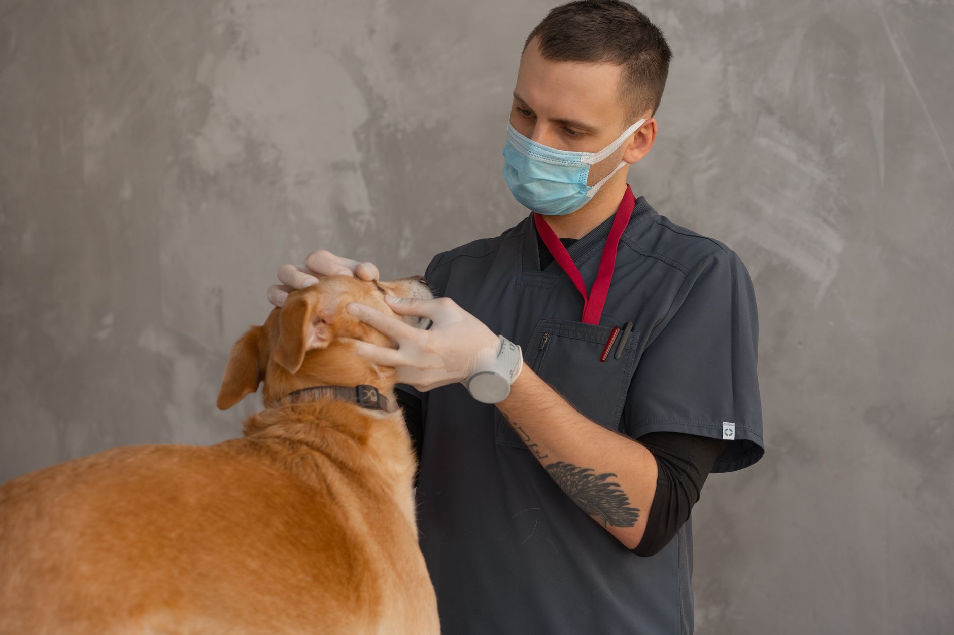 Veterinarian examining a dog during a checkup