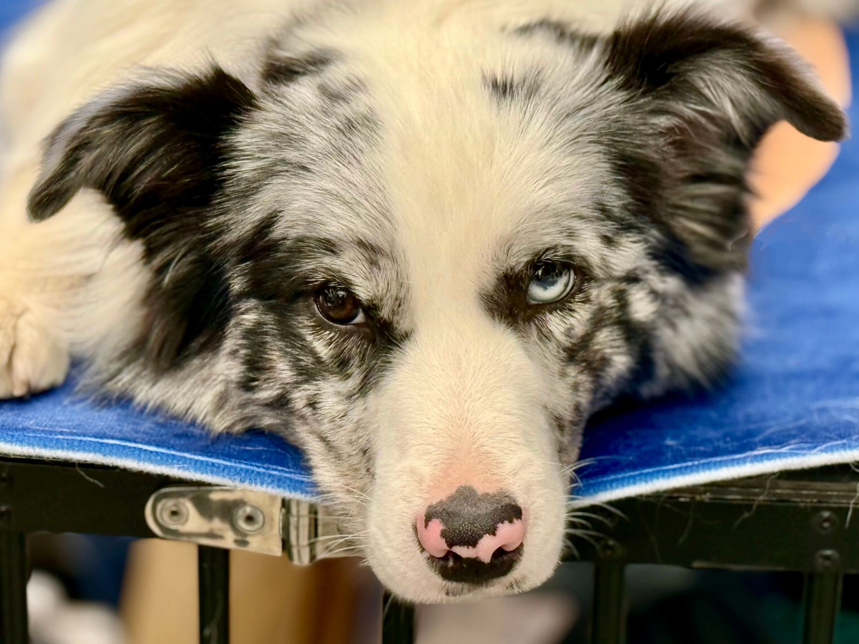 A dog undergoing diagnostic blood testing at a veterinary clinic