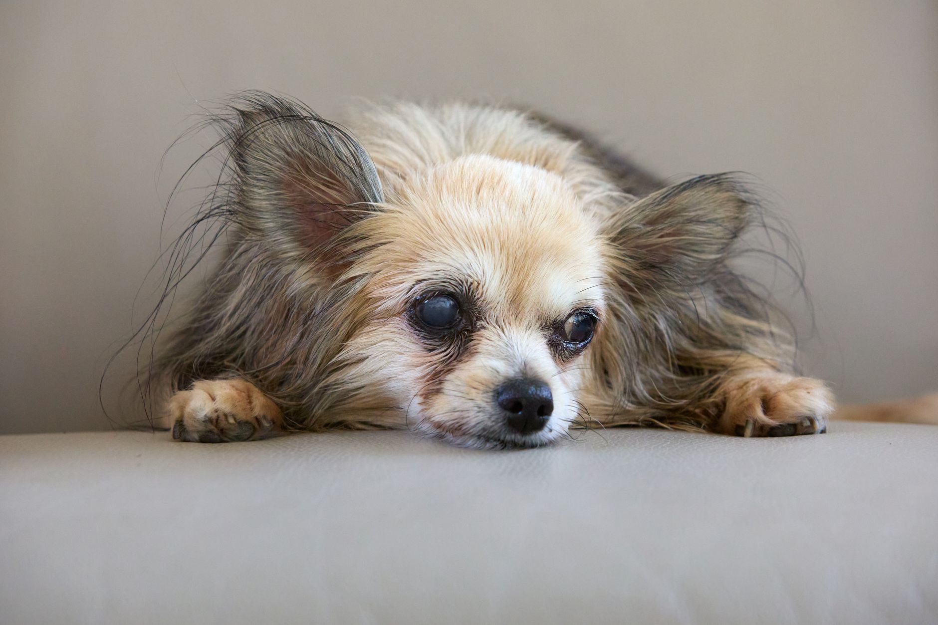 Portrait of a dog at a veterinary clinic