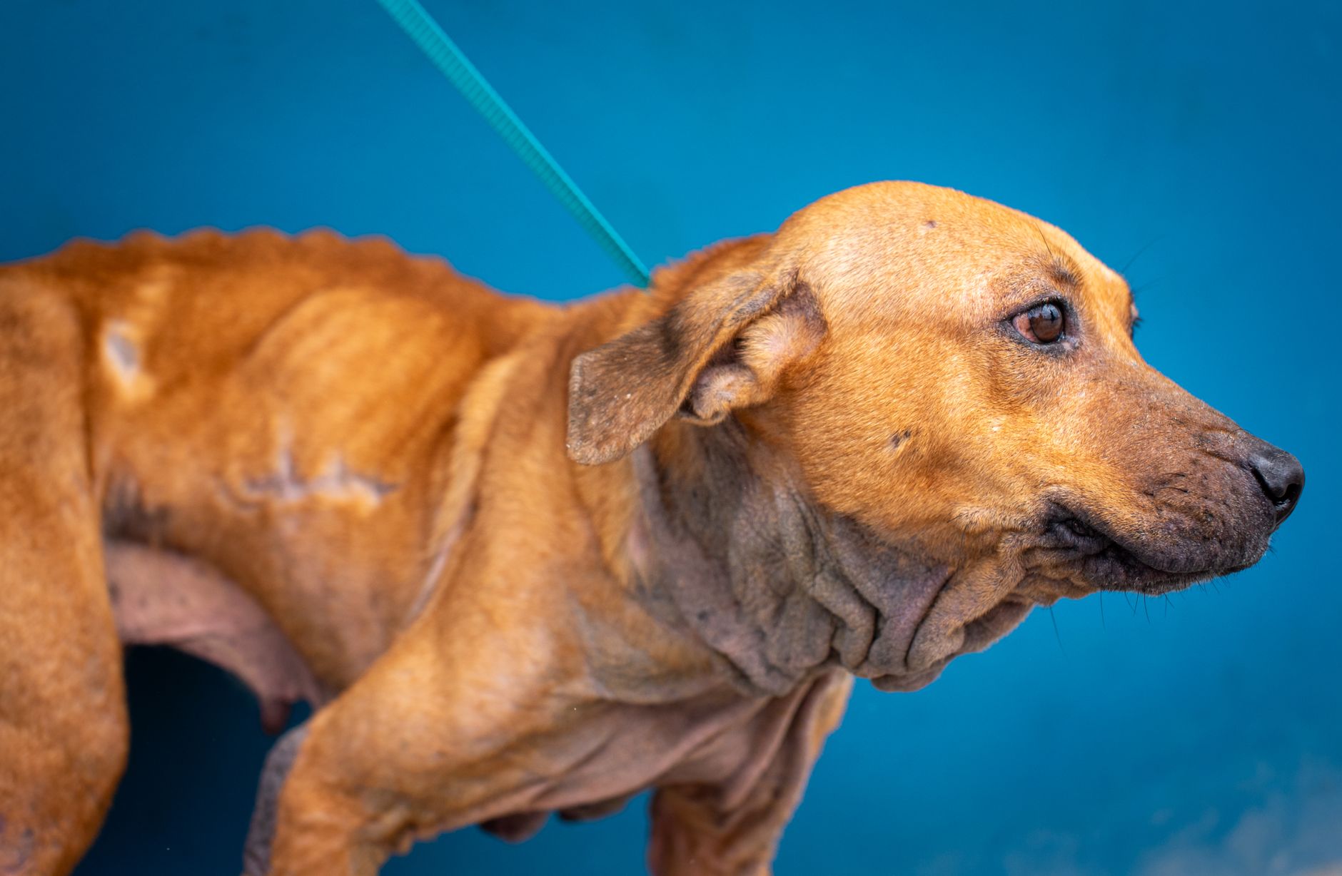 A dog undergoing diagnostic blood testing at a veterinary clinic