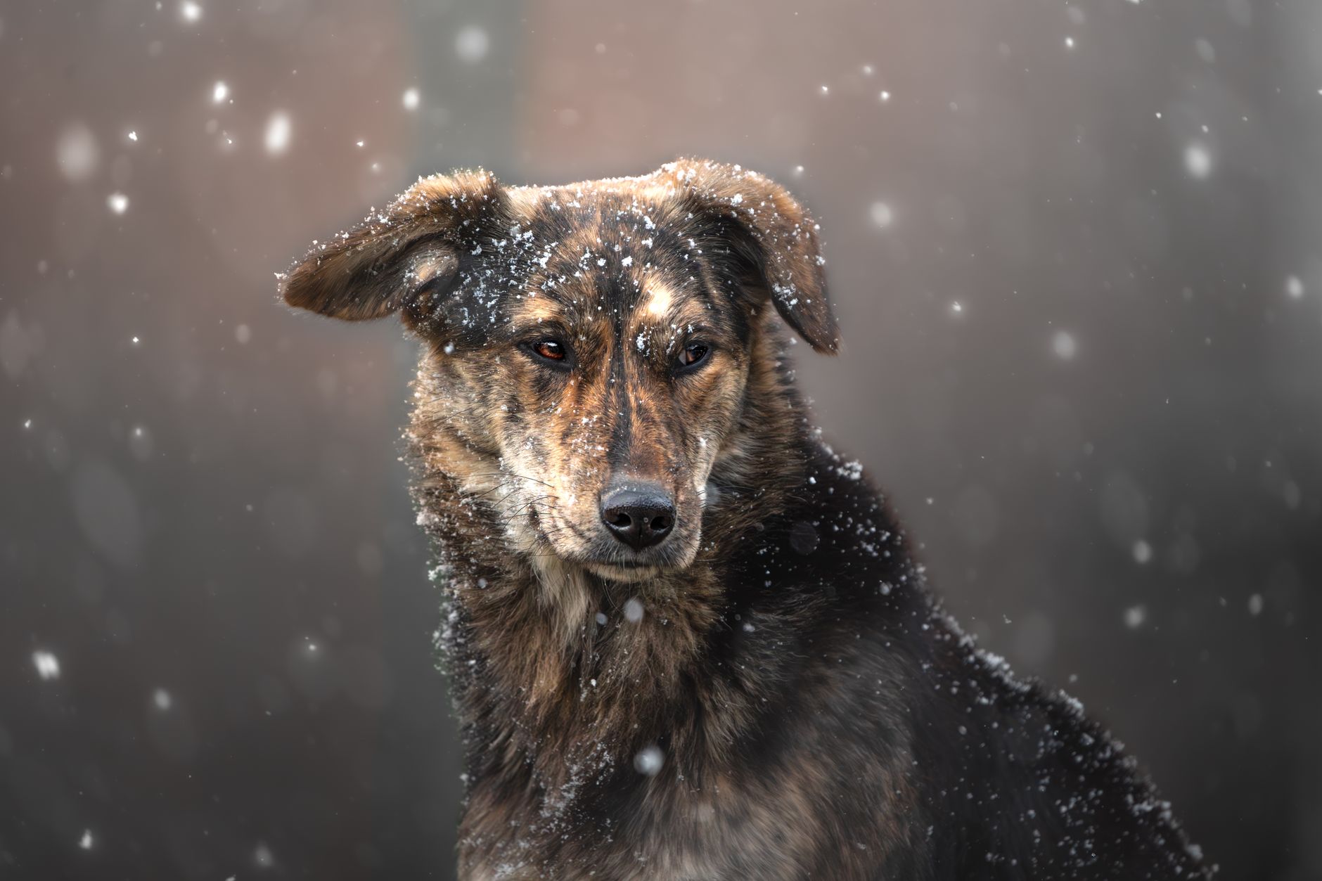 Veterinary care for a dog