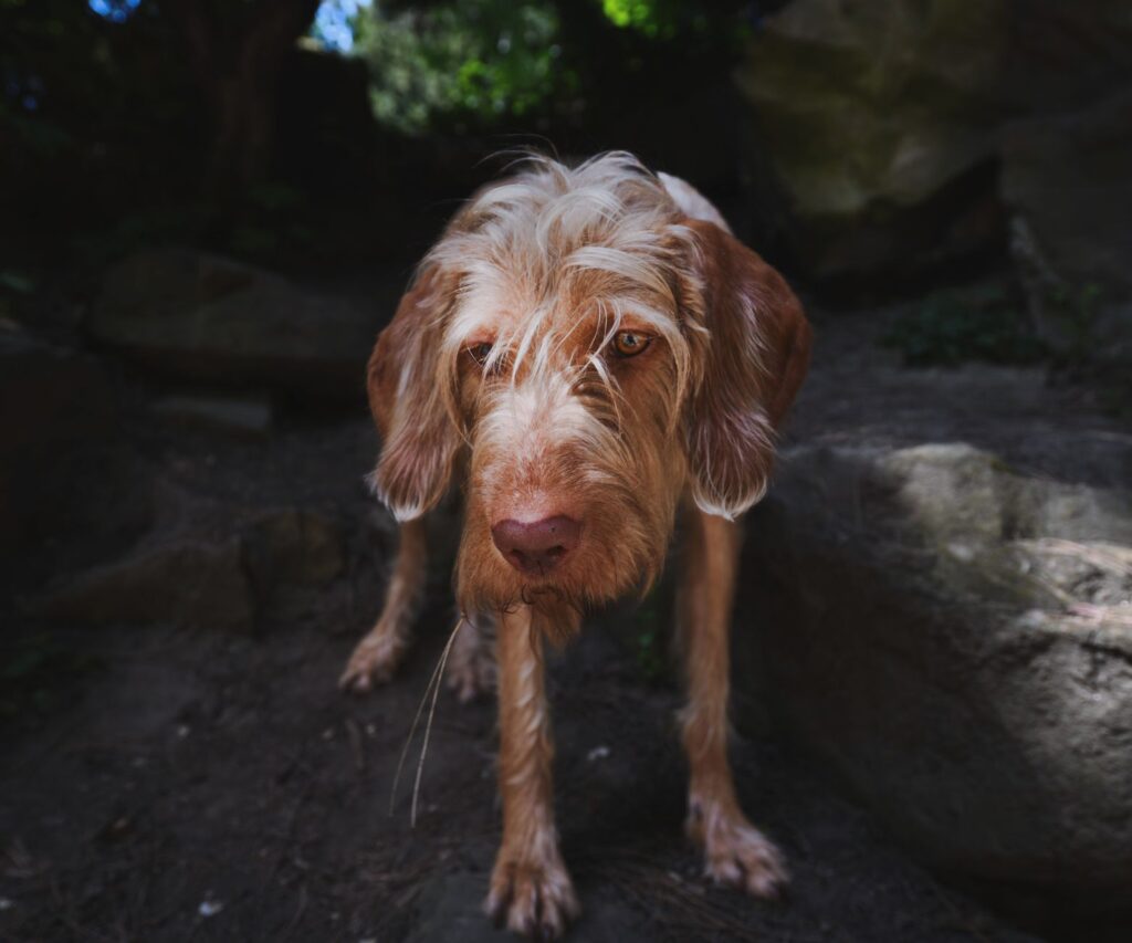 dehydration and potassium levels in dogs
