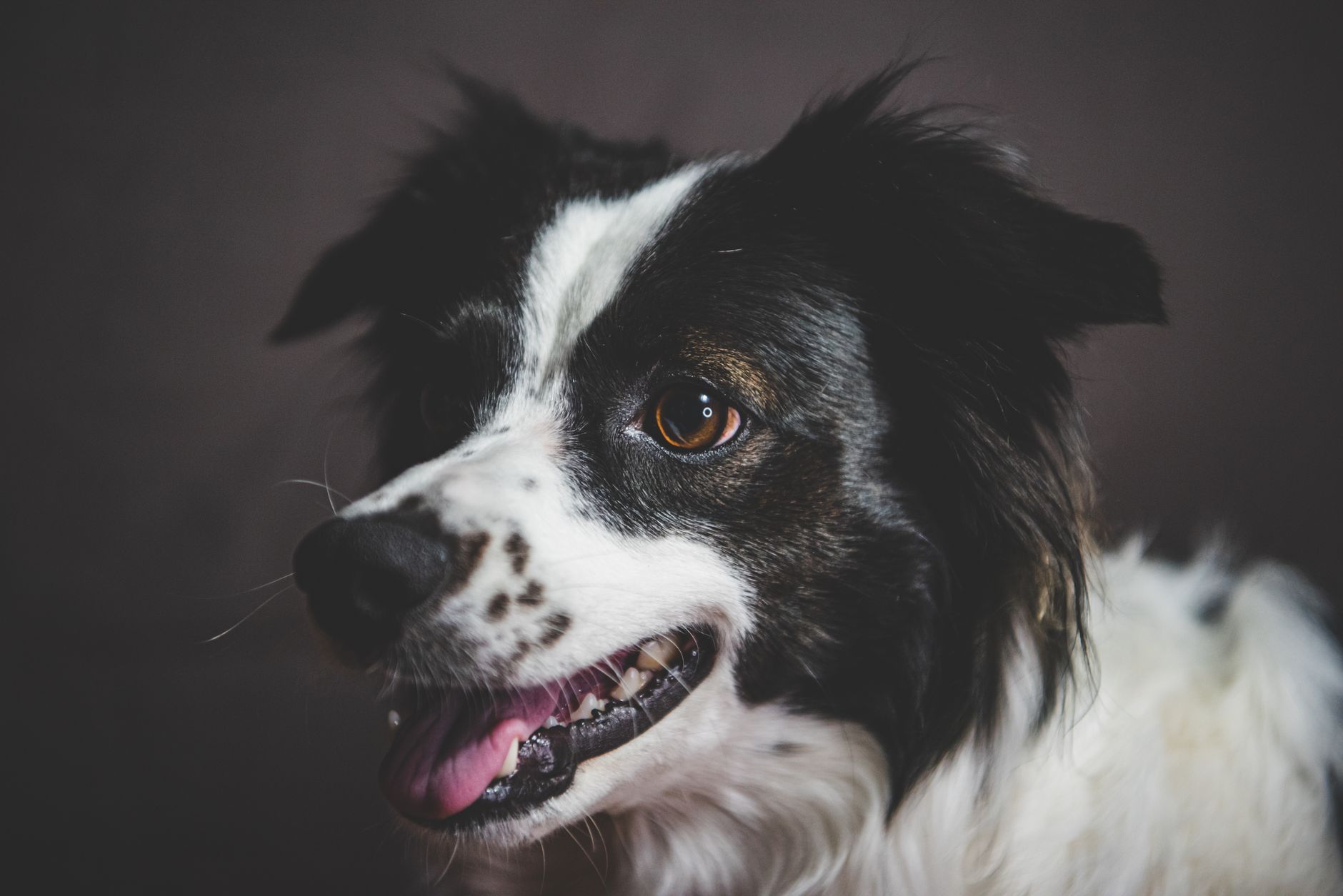 Veterinary care for a dog