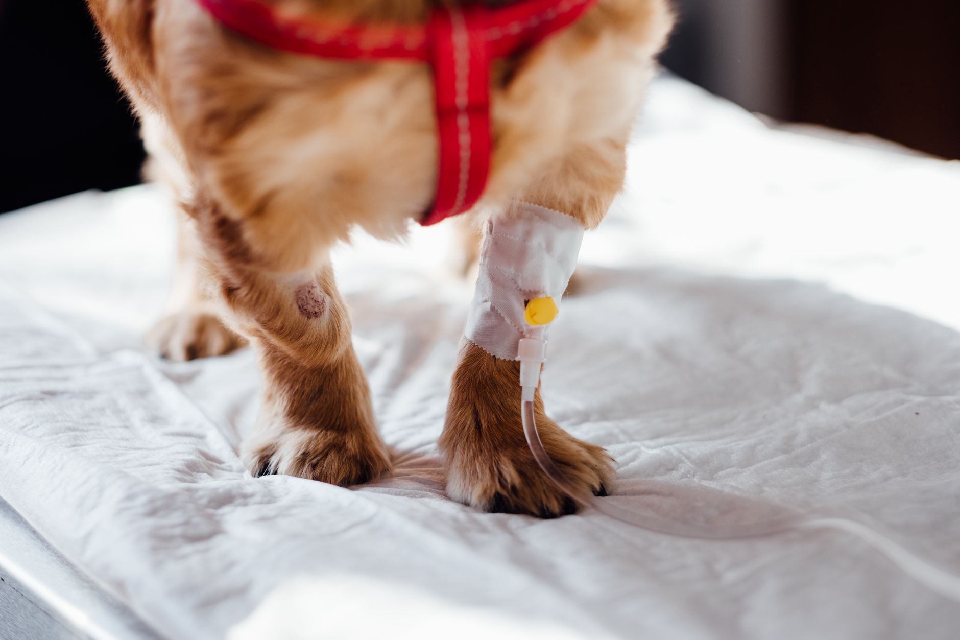 Veterinary care for a dog