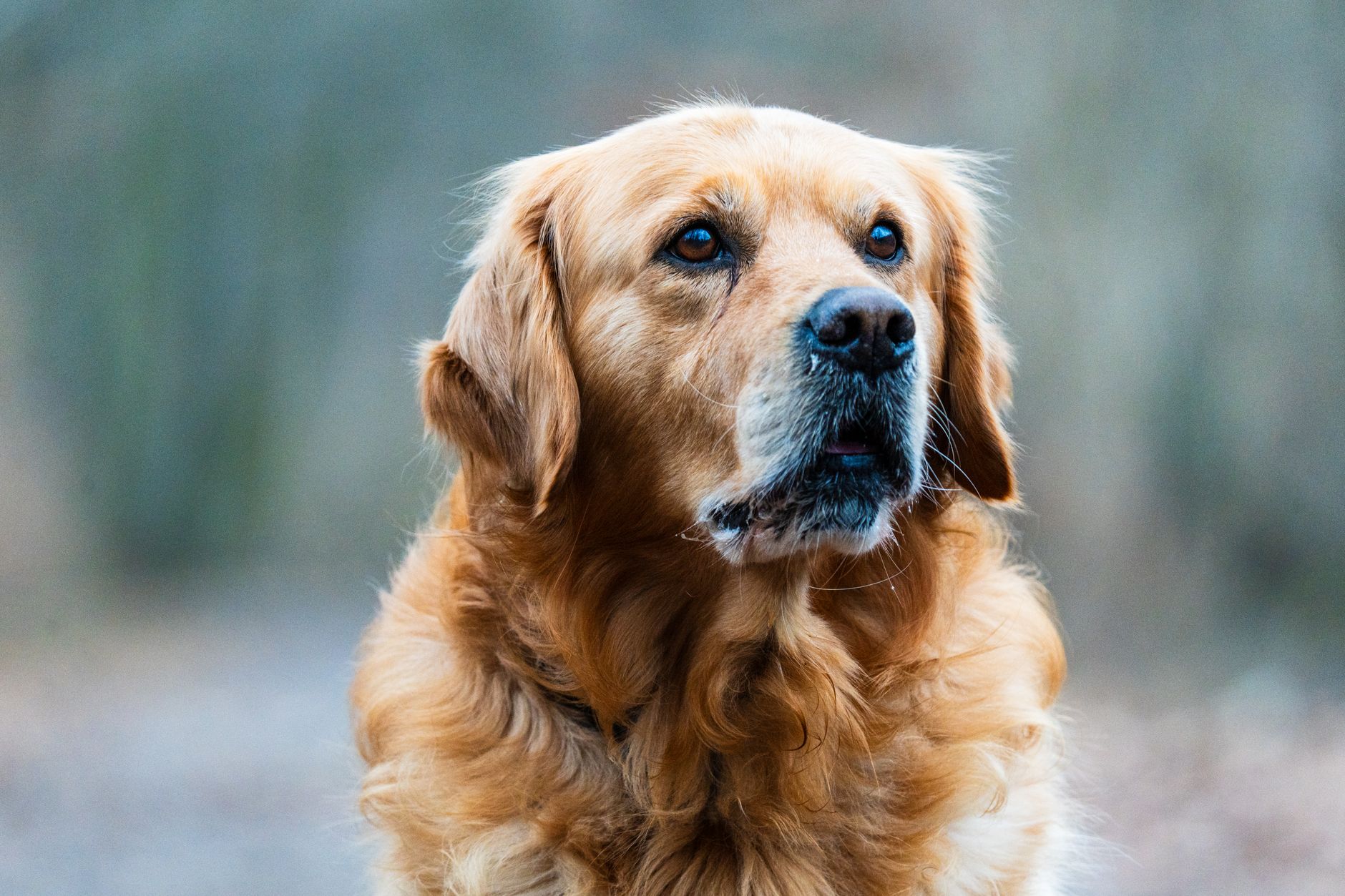 Portrait of a dog at a veterinary clinic
