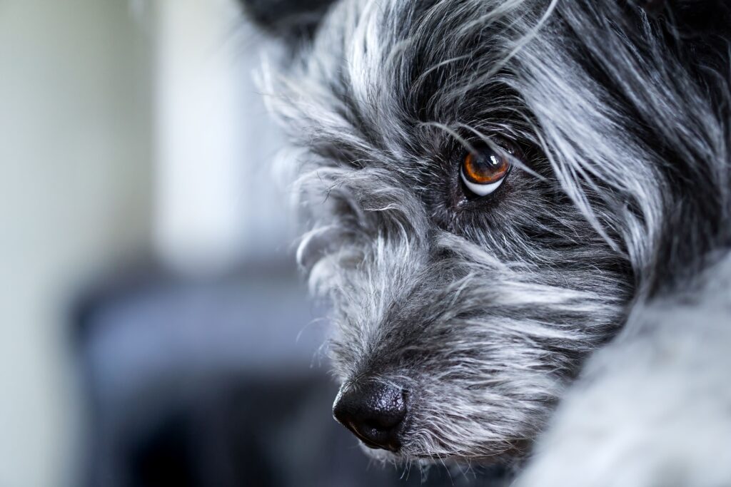 dehydration and sdma levels in dogs