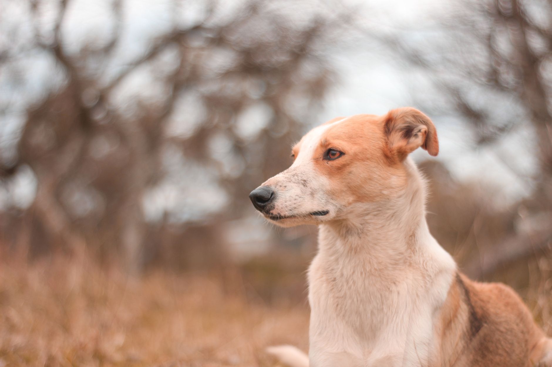 Veterinary care for a dog