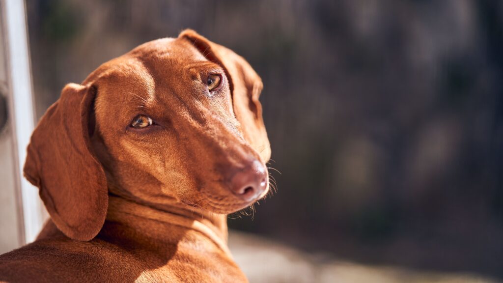 does high potassium always mean trouble in dogs