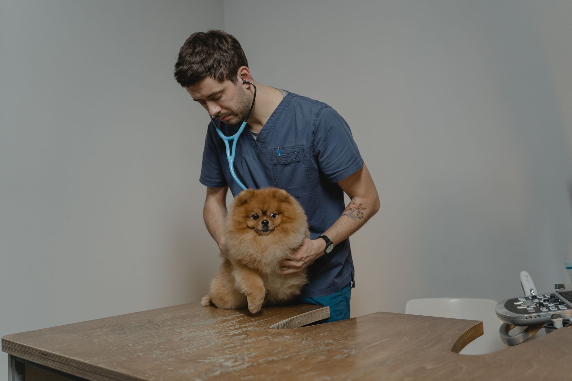 Veterinary care for a dog