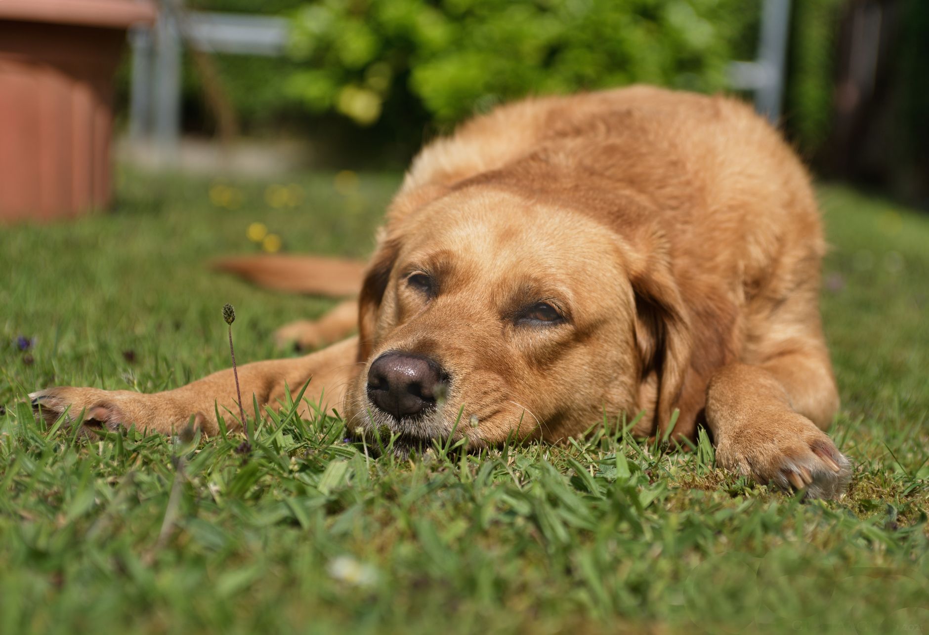 A dog undergoing diagnostic blood testing at a veterinary clinic