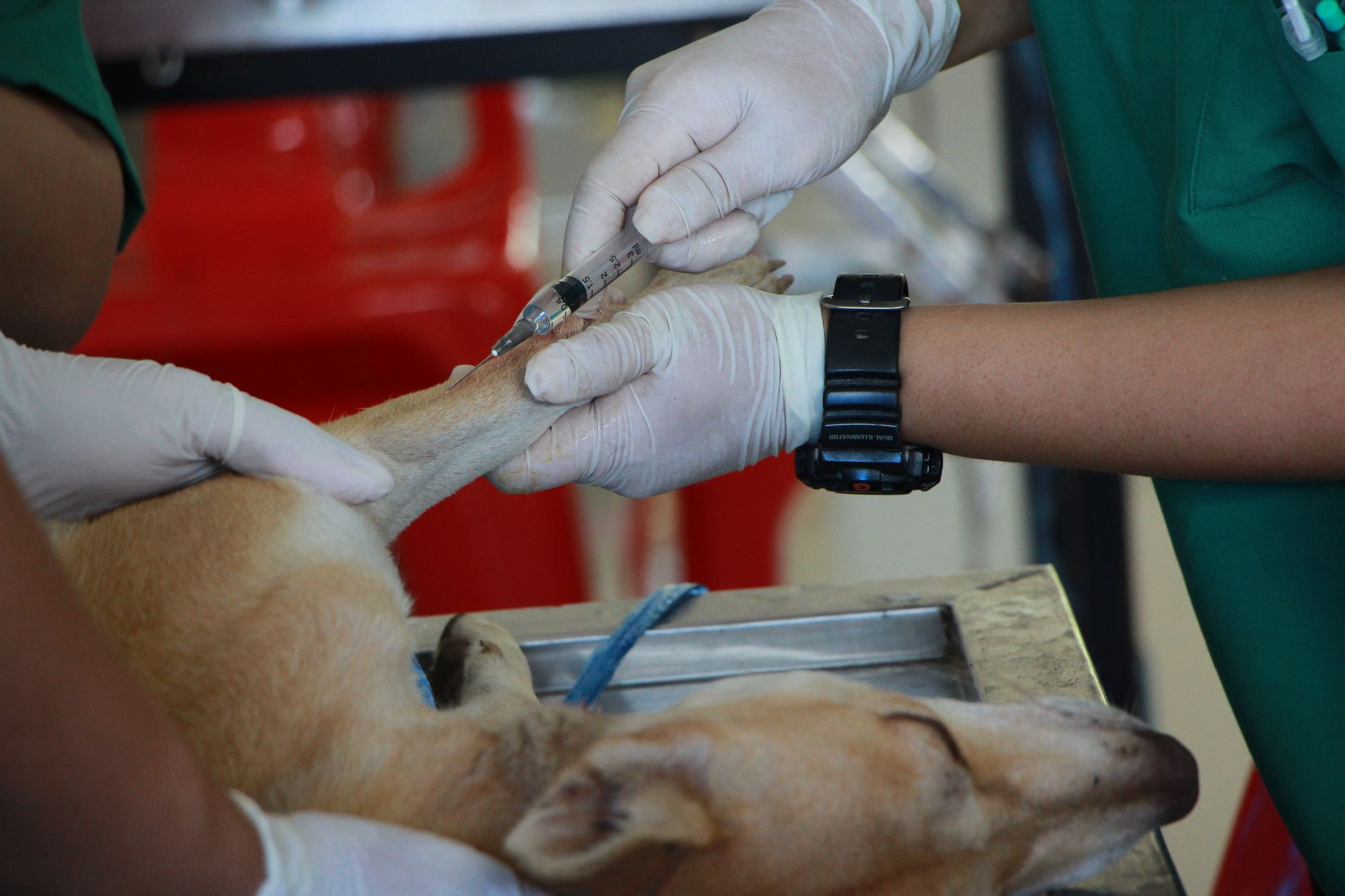 Veterinarian drawing a blood sample from a dog