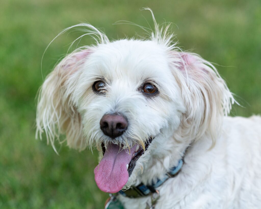 dog bun and creatinine spike kidney crisis alert