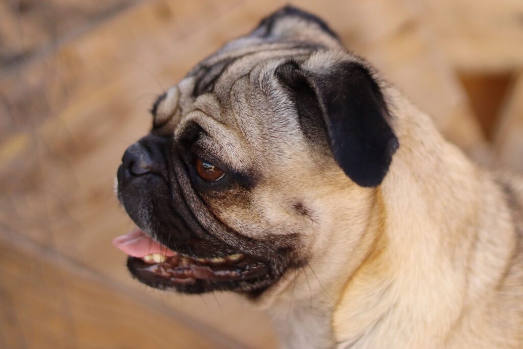 dog high amylase pancreatic issues decoded