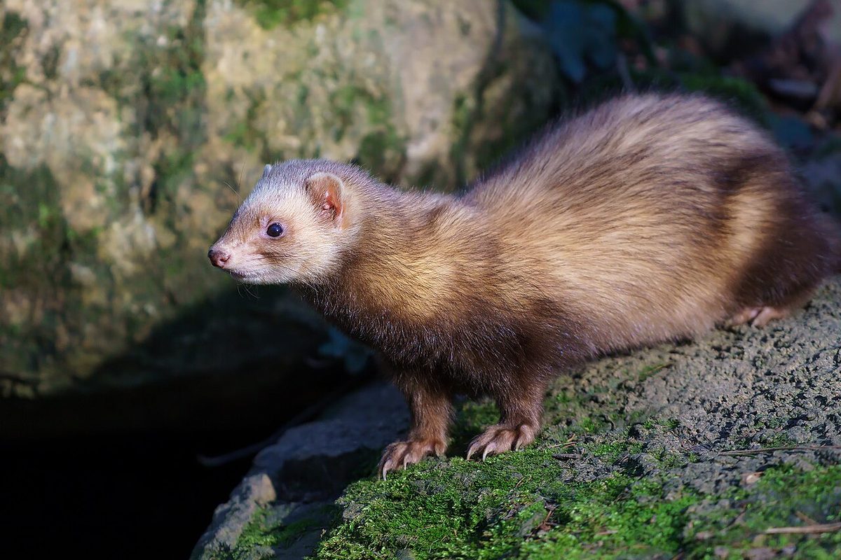 Healthcare and wellness consultation for a ferret