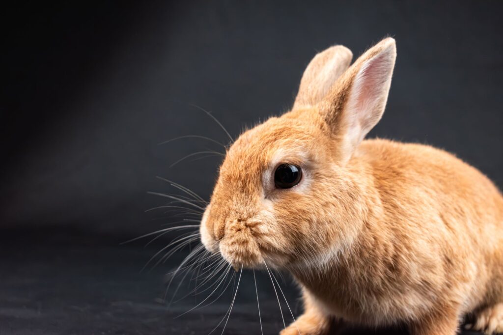 electrolyte imbalances in rabbits sodium potassium calcium workup