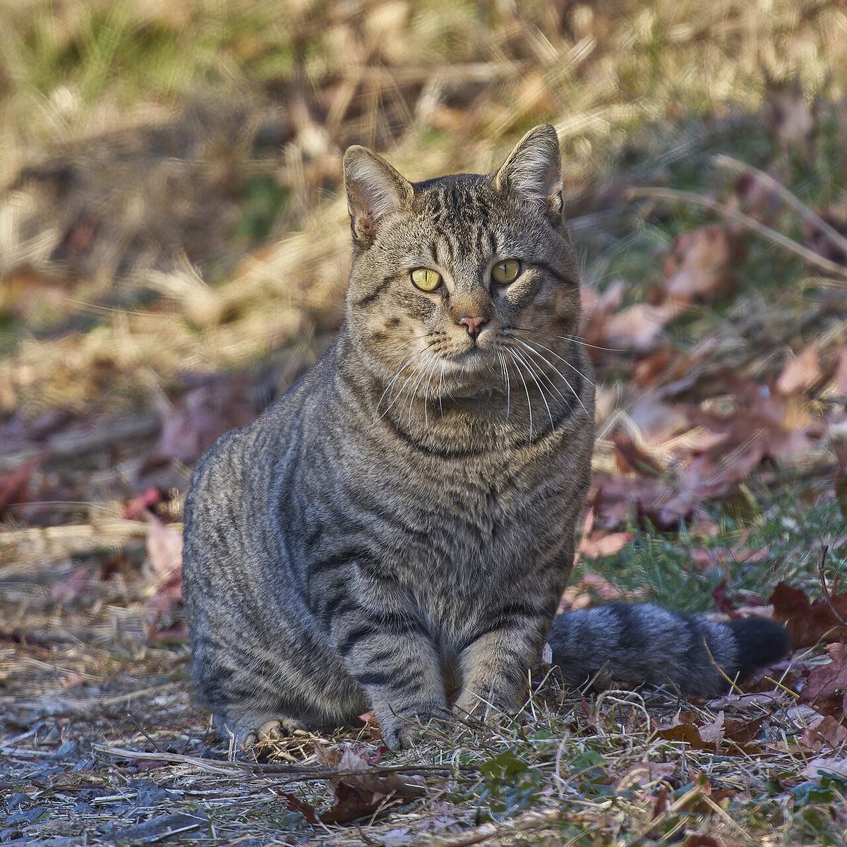 Veterinary care for a cat