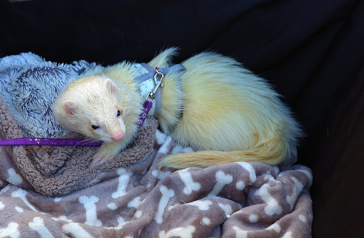 A ferret undergoing diagnostic blood testing at a veterinary clinic