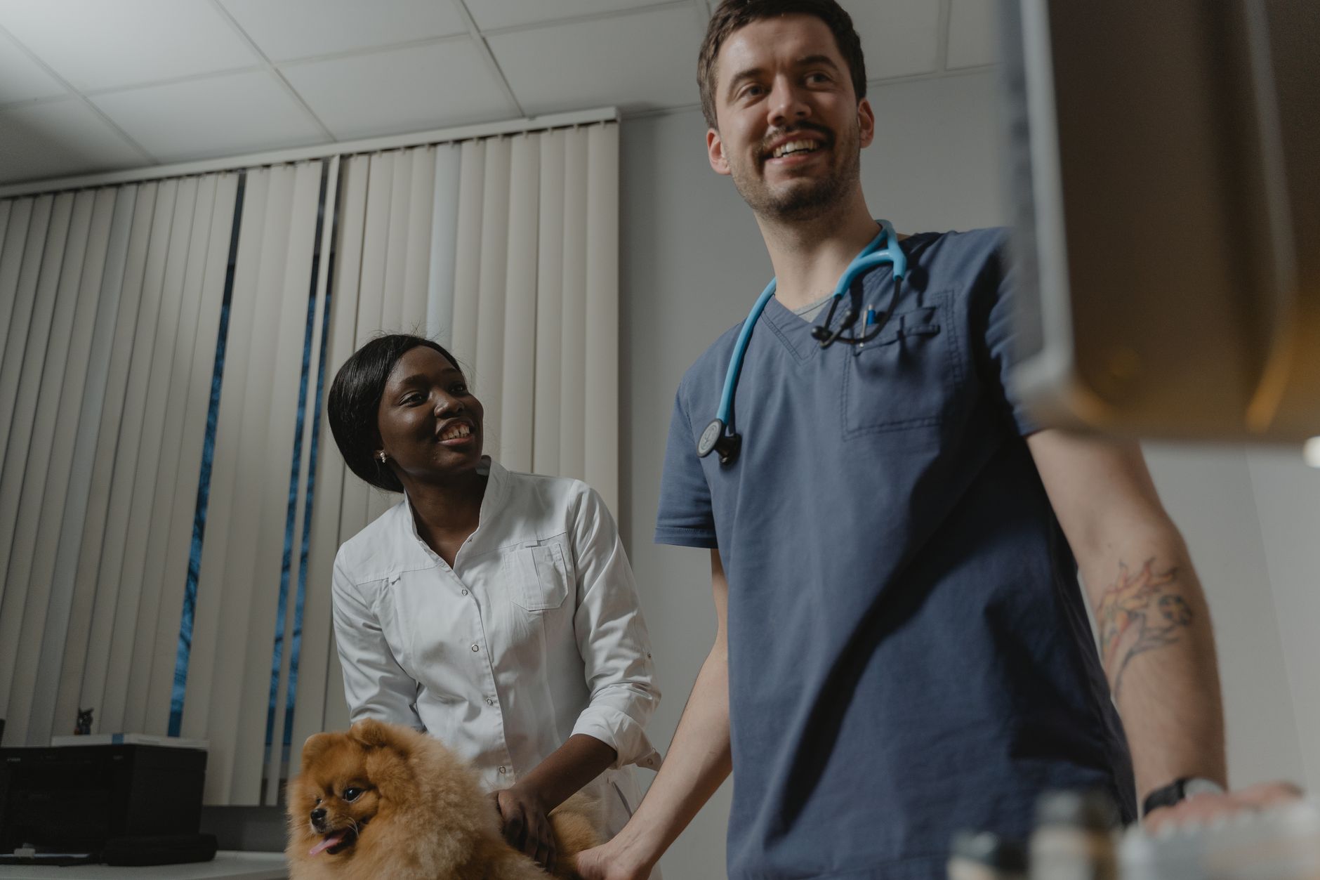 Veterinarian drawing a blood sample from a dog