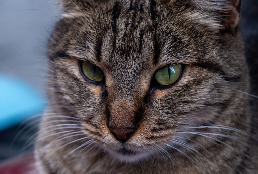 elevated bile acids in cats with hepatic cholestasis diagnosis