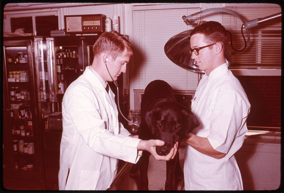 Veterinarian examining a dog during a checkup