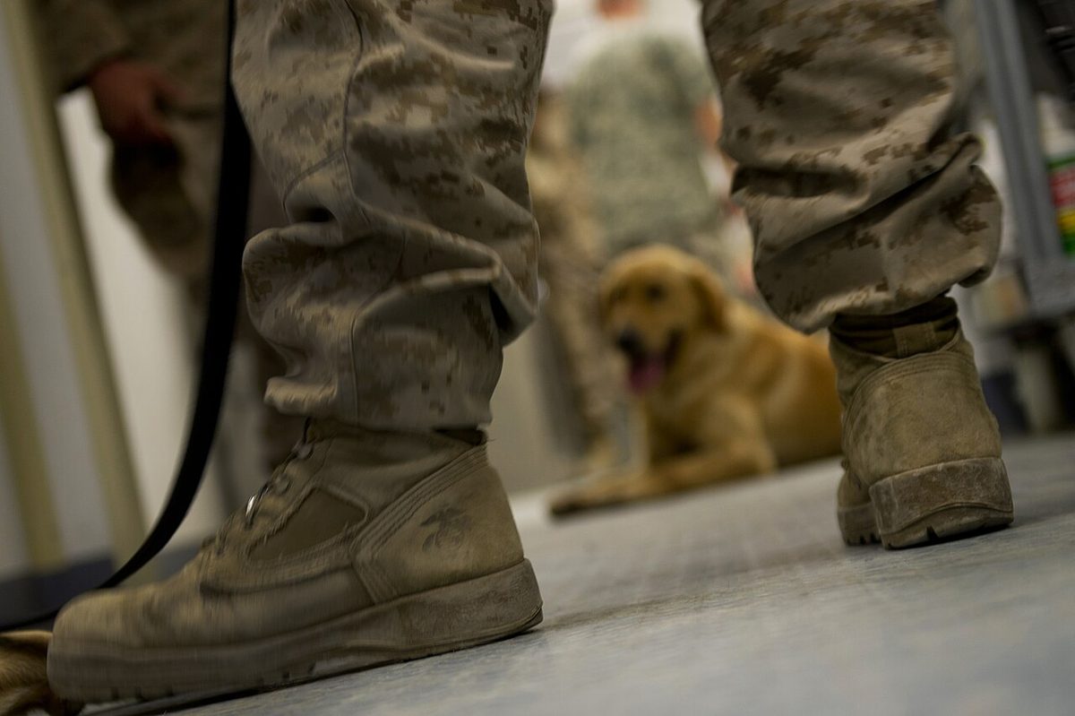 A dog undergoing diagnostic blood testing at a veterinary clinic
