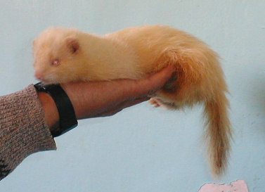 Portrait of a ferret at a veterinary clinic