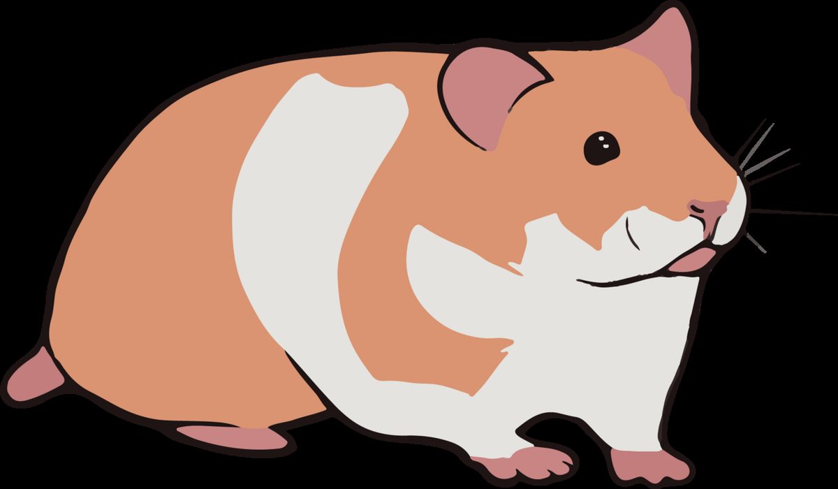Portrait of a hamster at a veterinary clinic