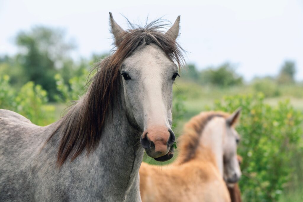 elevated bun in young horses renal function woes