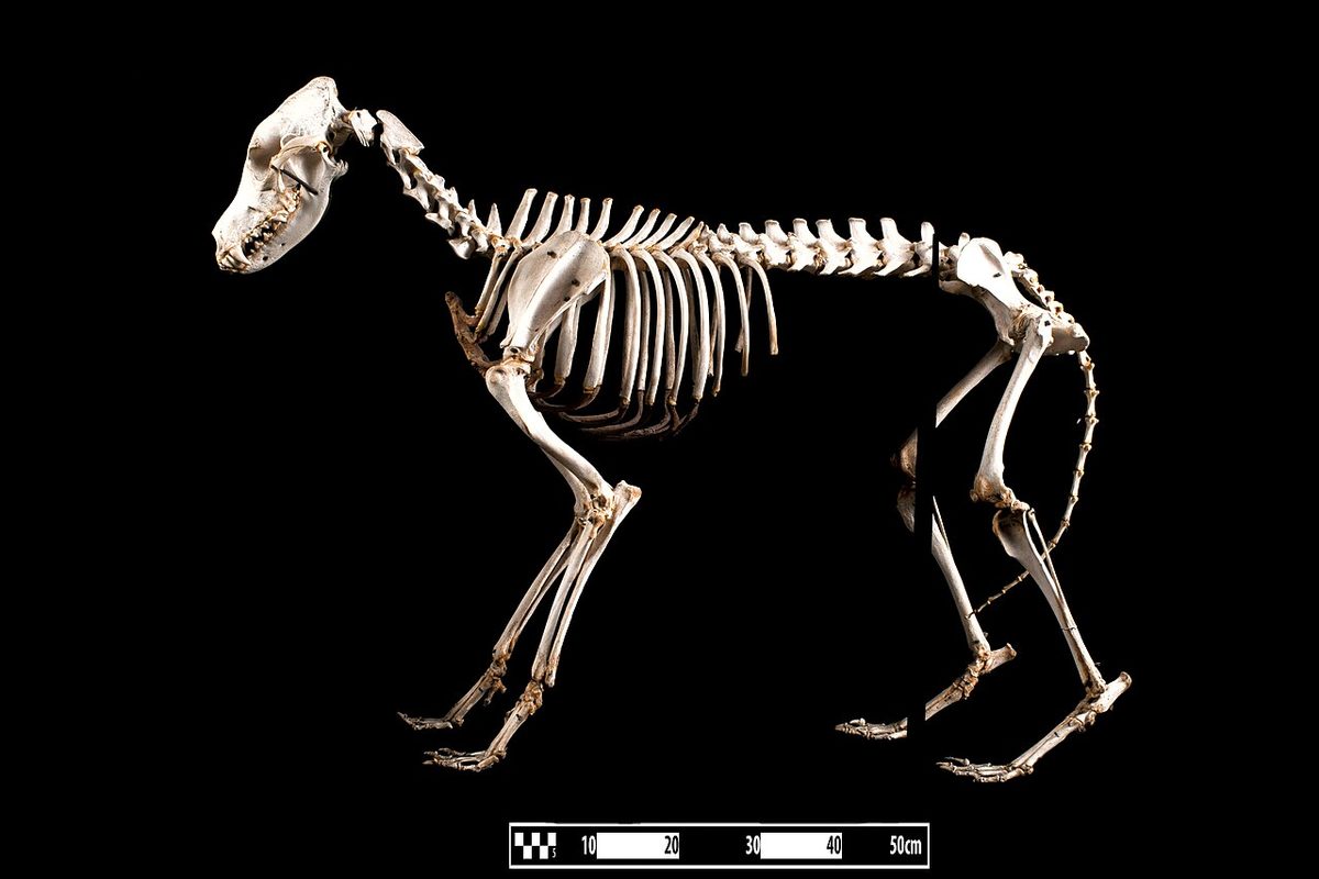 Veterinary care for a dog