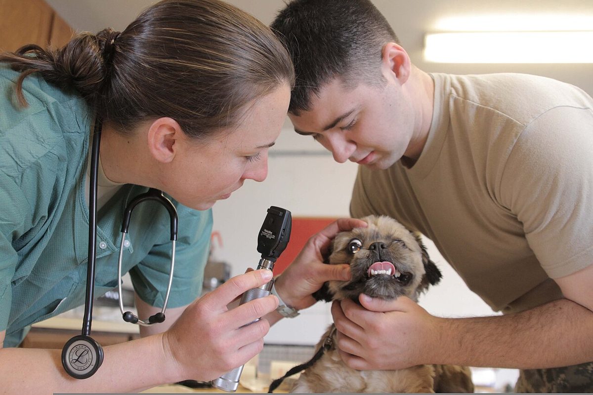 Veterinarian examining a dog during a checkup