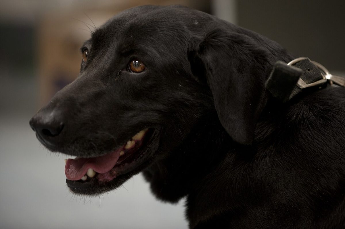 A dog undergoing diagnostic blood testing at a veterinary clinic