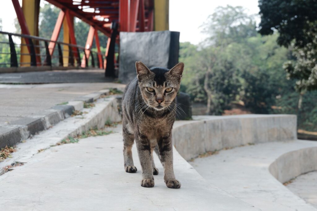 elevated creatinine in cats ckd interpretation according to iris 2025