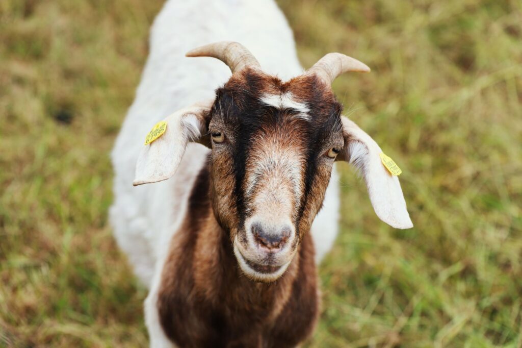 elevated eosinophils in goats parasite load assessment