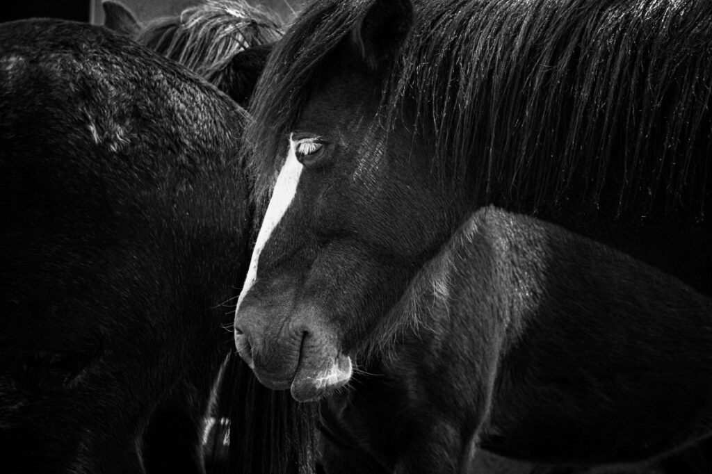 elevated fibrinogen in horses chronic disease indicators