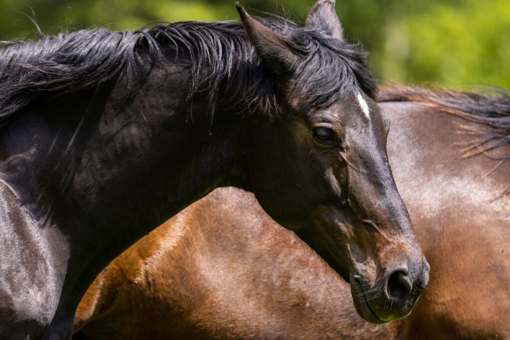 elevated fibrinogen in horses chronic inflammation marker