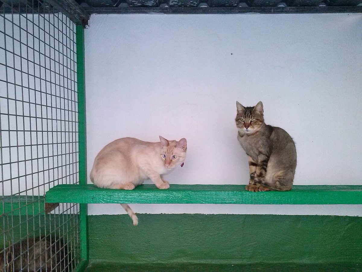 A cat undergoing diagnostic blood testing at a veterinary clinic